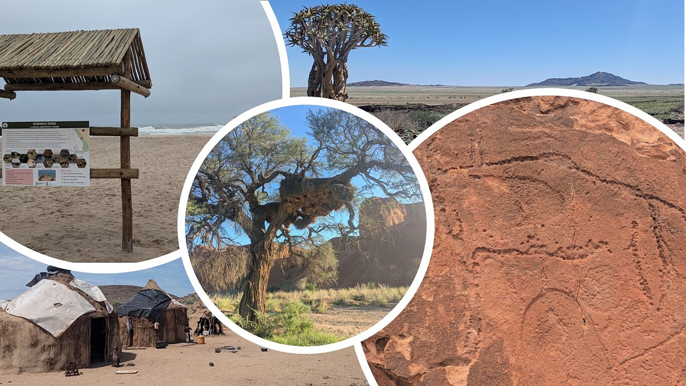 Diese Collage zeigt verschiedene kulturelle und landschaftliche Eindrücke aus Namibia und verdeutlicht die Vielfalt der Natur- und Kulturräume, die im Rahmen des akademischen Austauschs erkundet wurden.  Links oben ist ein Hinweisschild am Strand der Skelettküste zu sehen. Das Schild trägt die Überschrift „Hummock Dunes“ und informiert über die Besonderheiten des lokalen Ökosystems. Dahinter erstreckt sich der neblige Atlantik mit seiner rauen Brandung – typisch für diese abgeschiedene Küstenregion im Westen Namibias.  Rechts oben ist ein einzelner Köcherbaum (Aloe dichotoma) in weiter Landschaft abgebildet. Der Baum steht symbolisch für das trockene Klima und die Widerstandsfähigkeit der Pflanzenwelt in der namibischen Halbwüste.  Im unteren linken Bereich ist eine traditionelle Hüttenansiedlung zu sehen – mutmaßlich aus dem Umfeld eines indigenen Volksstammes wie den Himba oder Damara. Die Behausungen bestehen aus natürlichen Materialien wie Holz, Lehm und Stoffplanen.  Das zentrale Bild zeigt einen großen Baum mit einem riesigen, baumbewohnenden Nest, das wahrscheinlich von Siedelwebern gebaut wurde – kleinen Vögeln, die für ihre imposanten Gemeinschaftsbauten bekannt sind. Im Hintergrund leuchten rote Felsen in der Morgensonne.  Rechts unten befindet sich ein Detailfoto einer Felsgravur (Petroglyphe), das eine oder mehrere Tierfiguren darstellt. Solche prähistorischen Felszeichnungen sind in Namibia weit verbreitet und zeugen von einer langen menschlichen Siedlungsgeschichte, insbesondere in Regionen wie Twyfelfontein.